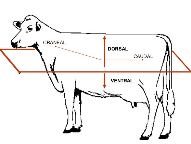 anatomia veterinaria artrologia